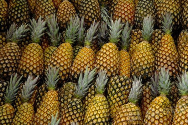 Au Togo, une fédération pour les producteurs d’ananas voit le jour   