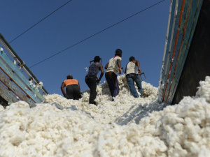 Le Togo table sur une production annuelle de 225 000 t de coton jusqu&rsquo;en 2025