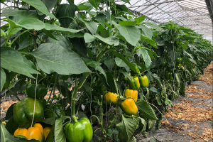 Togo : des experts sous-r&eacute;gionaux se forment &agrave; l&rsquo;&eacute;laboration des calendriers de cultures