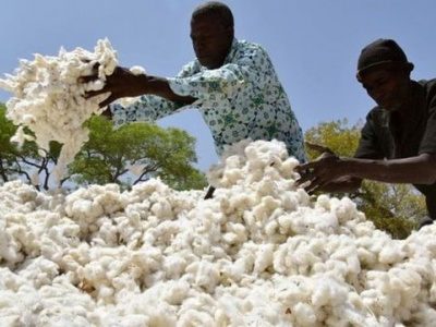 campagne-cotonniere-2022-2023-hausse-des-prix-de-vente-du-coton