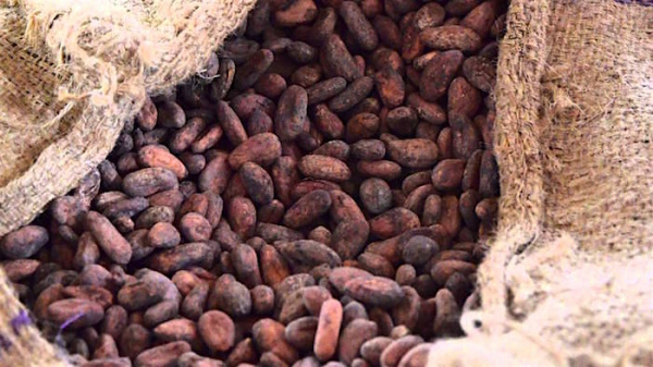 Bernadette Légzim-Balouki : « les exportations frauduleuses de café-cacao ne seront plus tolérées à partir de cette campagne »