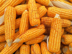 Togo: Grain output rose steadily in 2019-2023, from 1.26 million Mt to 1.5 million Mt