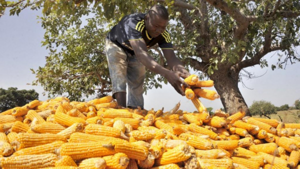 Togo : la production céréalière tient tête à la Covid-19