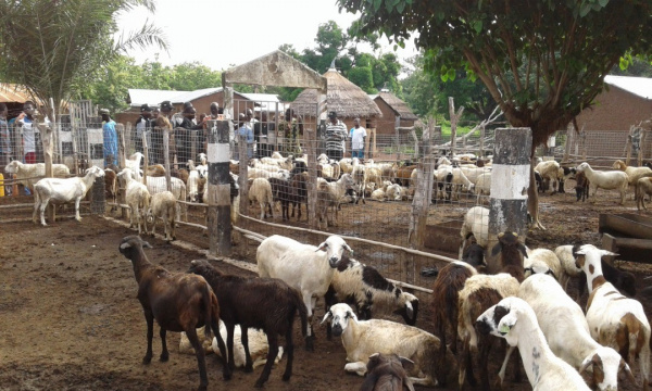 Togo: Livestock production was up last year