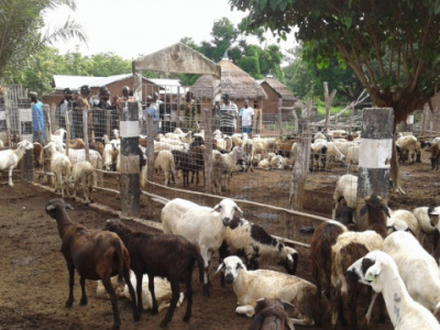 togo-livestock-production-was-up-last-year