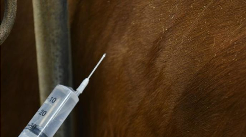 Togo : renforcement des contrôles contre les médicaments vétérinaires falsifiés