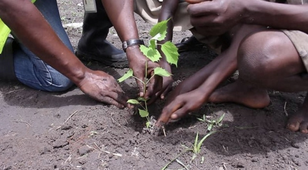 Togo: How to obtain technical support for reforestation projects?