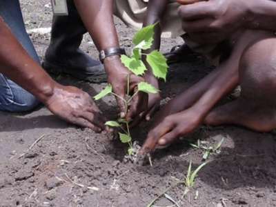 Togo: How to obtain technical support for reforestation projects?