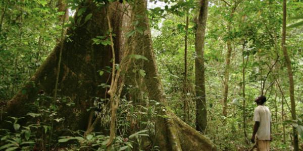 Le Togo veut restaurer 35 000 hectares de forêt en 2020