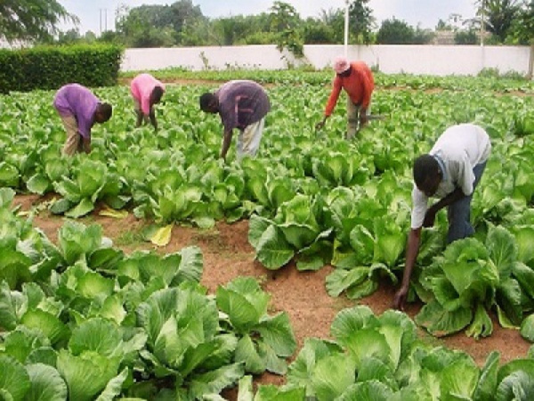 Agriculture and financial inclusion are Orabank Togo’s priorities