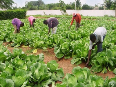 agriculture-and-financial-inclusion-are-orabank-togo-s-priorities