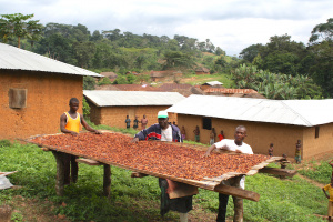 Au Togo, la fili&egrave;re caf&eacute;-cacao enregistre de bons r&eacute;sultats et table sur une tendance haussi&egrave;re