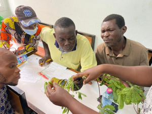 Tubercules : au Togo, des formations pour am&eacute;liorer la production de manioc