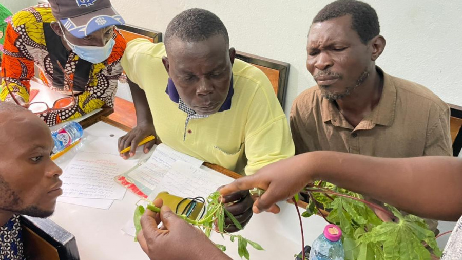 tubercules-au-togo-des-formations-pour-ameliorer-la-production-de-manioc