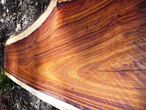 Cette semaine, Lom&eacute; abrite le Conseil international des Bois tropicaux