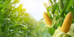 Togo : comment l&rsquo;inflation a baiss&eacute; au premier trimestre 2023