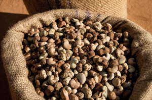 Le Togo a vendu 1 035 tonnes de noix de cajou &agrave; l&rsquo;Inde au premier trimestre