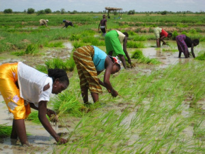 Climate change: Togo bets on GCF support to adapt agriculture