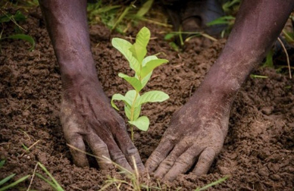 Togo: Ecobank commits to environmental protection, carrying out reforestation project in Akepe
