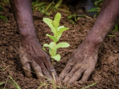 Togo: Ecobank commits to environmental protection, carrying out reforestation project in Akepe