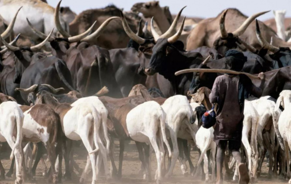 Togo : la campagne de transhumance, reportée à une date ultérieure