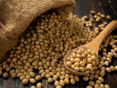 Togo Calls on Organic Producers to Align with Updated European and American Certification Requirements