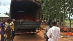 Le Gouvernement rach&egrave;te des stocks de tomates aux producteurs togolais, victimes de la fermeture des fronti&egrave;res du Nig&eacute;ria