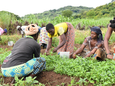 le-togo-lance-l-annee-internationale-des-agricultrices-avec-un-accent-sur-l-autonomisation-economique