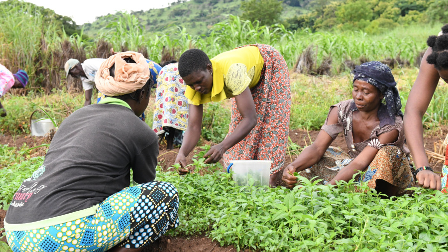 Le Togo lance l'Ann&eacute;e internationale des agricultrices avec un accent sur l'autonomisation &eacute;conomique