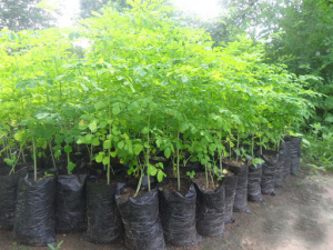 Un projet de cr&eacute;ation et de lancement d&rsquo;une p&eacute;pini&egrave;re d&rsquo;entreprises en gestation &agrave; Kara