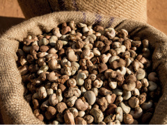 Togo to focus on cashew processing to boost the sector
