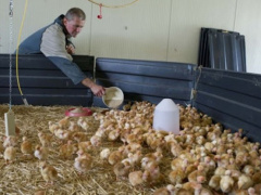 Togo to Lift Livestock Feed Import Taxes to Support Local Producers