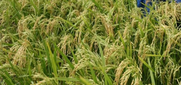 Togo joins regional REWARD programme to cut rice import dependence
