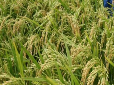 togo-joins-regional-reward-programme-to-cut-rice-import-dependence