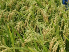 Togo joins regional REWARD programme to cut rice import dependence