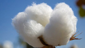 Togo&nbsp;: le coton s&rsquo;offre la part belle des exportations avec 39,3 milliards de FCFA de revenus sur les 9 premiers mois de 2017