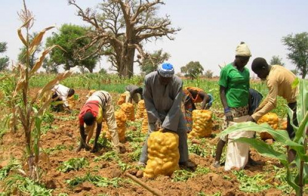 Togo records higher than expected economic growth spurred by a rise in agricultural output (BCEAO)