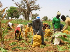 Togo records higher than expected economic growth spurred by a rise in agricultural output (BCEAO)