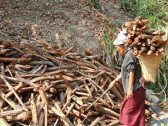 Togo: Wood sector contributes 11% to GDP