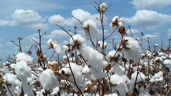 Togo : 92 500 tonnes de coton en ligne de mire, mais la filière peut-elle vraiment rebondir ?