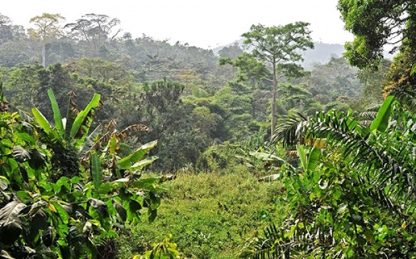Togo : l’Office de Développement et d’Exploitation des Forêts (ODEF) s’ouvre au public les 05, 06 et 07 juin