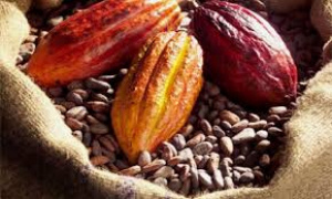 Togo : Outputs of cash crops rose significantly in 2010-2018