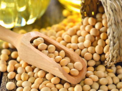 togo-s-soybean-sector-targets-500-000-tons-production-by-2026