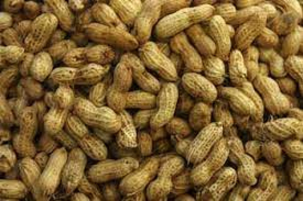 New peanut varieties introduced in Togo