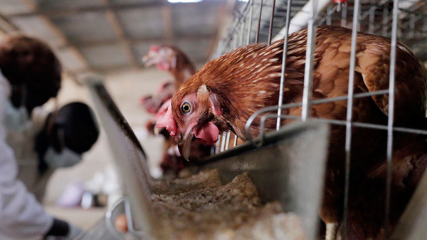 The local poultry sector could generate 150,000 jobs by 2025