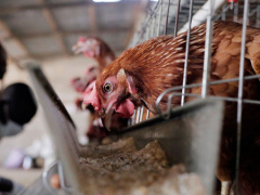 The local poultry sector could generate 150,000 jobs by 2025