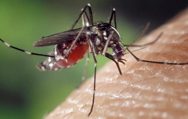 Vigilance renforcée au Togo face aux menaces de Dengue et de Chikungunya, alerte le ministère de la Santé