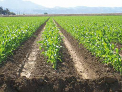 Togo: WAEMU has in the past 25 years invested more than CFA6 billion in agriculture