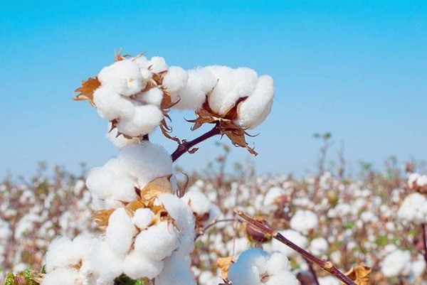 Togo Sets 105,000-Tonne Cotton Goal for 2026-2027