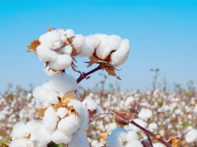 togo-sets-105-000-tonne-cotton-goal-for-2026-2027